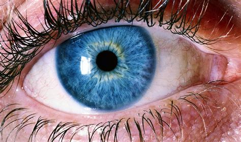 eye stock photo|human eye photos.